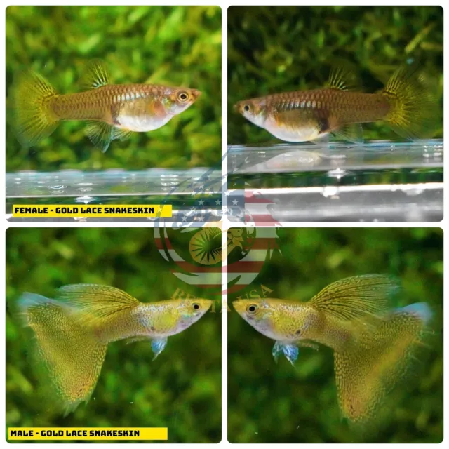1 TRIO  - Live Aquarium Guppy Fish High Quality - Gold Lace Snake Skin