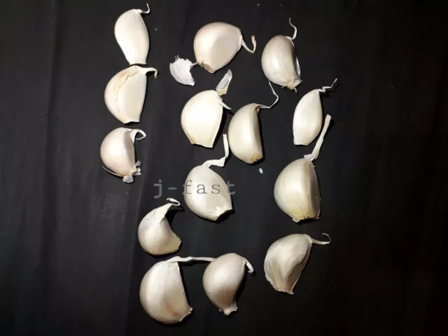 15 Large Garlic Cloves seeds Similar to Elephant Garlic/Bulbs/Clove/Planting Now