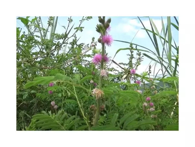 10x Mimosa diplotricha Riesen Mimose Garten Pflanzen - Samen ID1457