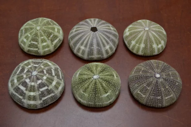 6 Pcs Alfonso Sea Urchins Sea Shell Beach Wedding Nautical 3" - 3 1/2"