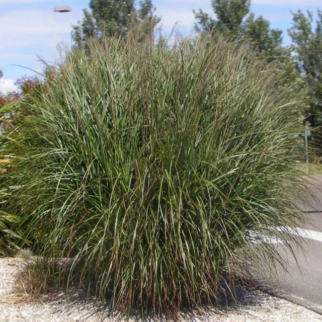 Miscanthus sinensis 'Gracillimus' - Roseau de Chine - Eulalie