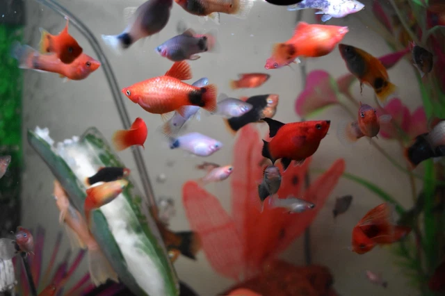 PLATY Fish Pack of 5 Mixed Colors Live Freshwater Livebearer Peaceful Tank Mate