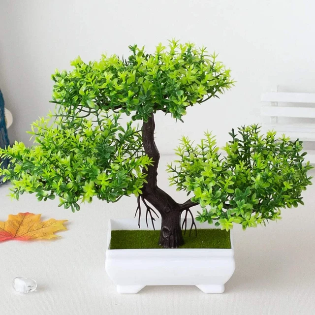 BONSAI IM HAUS - Paul Lesniewicz - Groformat gebraucht sehr gut -  Zimmerbonsai EUR 9,95 - PicClick FR
