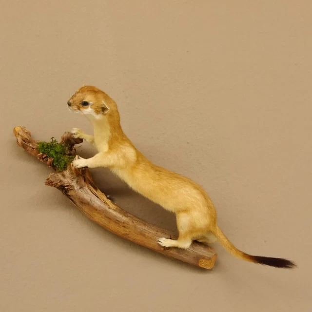 Comadreja Armiño Sommerfell Piel Preparado Longitud 38CM para Animales 89.2.69