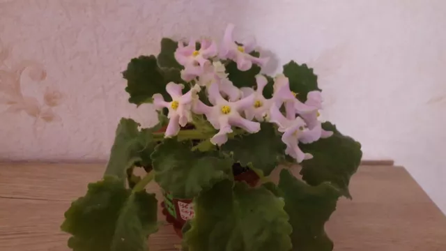 African Violet " RM - Rozovaya Volna " 2 Blatt / Leaf Usambaraveilchen.