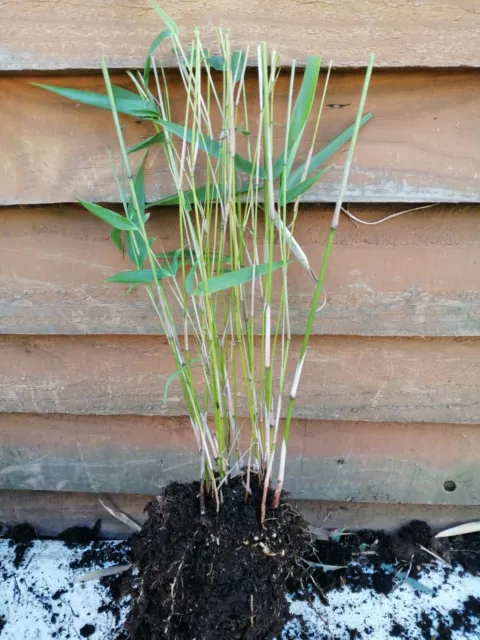 Bamboo FARGESIA RUFA LIVE Plant bamboo SMALL CLUMP 2-3 STEMS