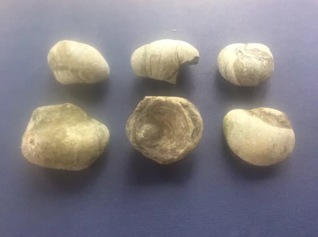 Joblot 6 Rock Fossils Yorkshire Coast Jurassic Gryphaea Arcuate Devils Toenail