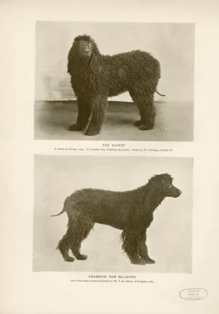 Irish Water Spaniel Named Dogs Original Antique Dog Print Page From 1906