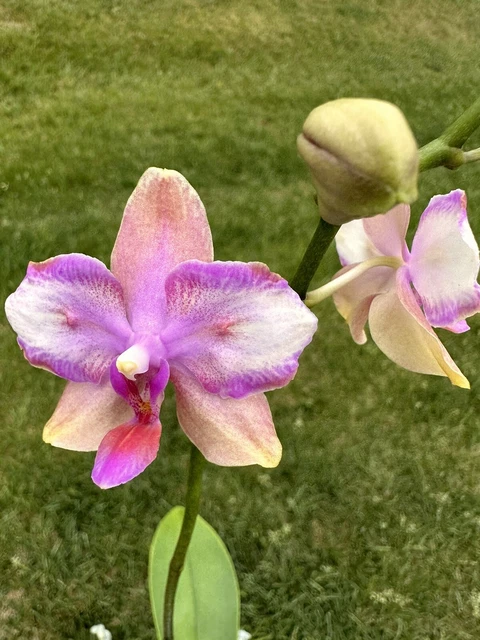 Orchid Phal Phalaenopsis  Taisuco Jasper (peloric - 2 eyes). Actual Plant.