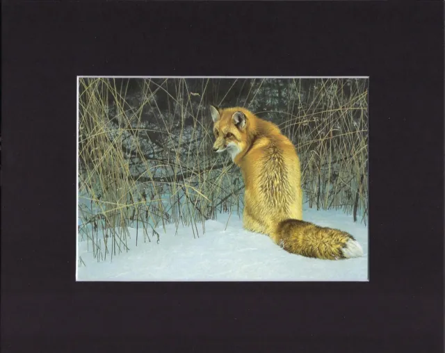 8X10" Matted Print Art Painting Picture, Robert Bateman: Red Fox