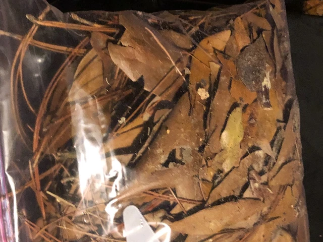Hoja larga agujas de pino muertas bobina cesta tejido y artesanías de 8"" a 10"" de largo 500 g