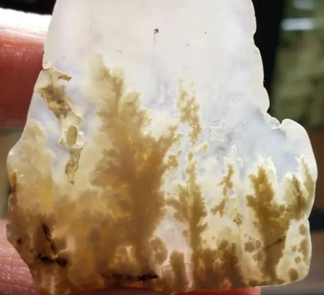 Stinking Water Plume Agate - SLAB - Beautiful Old Stock from Oregon. (16 grams)