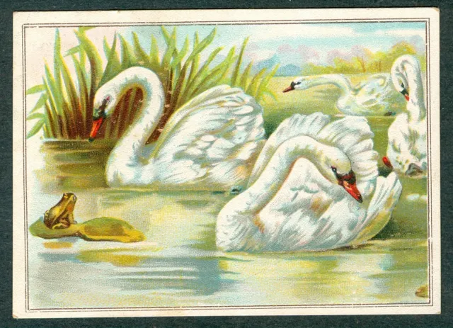 1890s SWANS Card Lion COFFEE CARD Scarce TYPE Lions Coffee Woolsons Spice