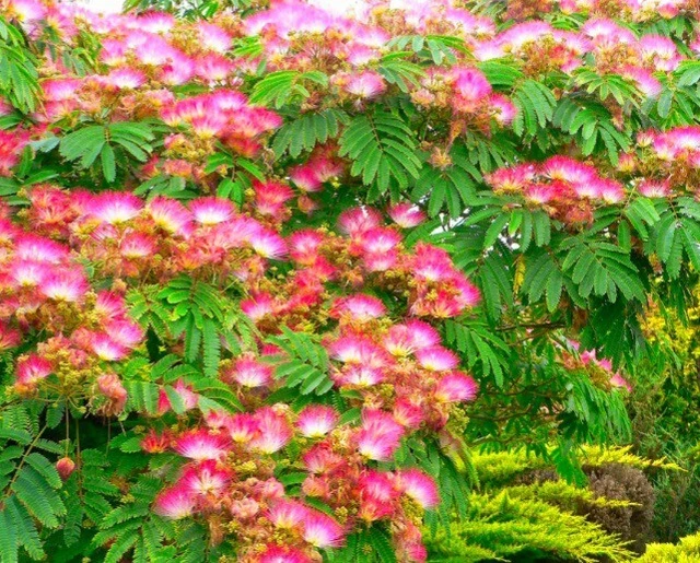 MIMOSA Tree CUTTINGS, 8 UN-ROOTED -D^ 8-12" -M^ pink Persian silk tree -T^ plant