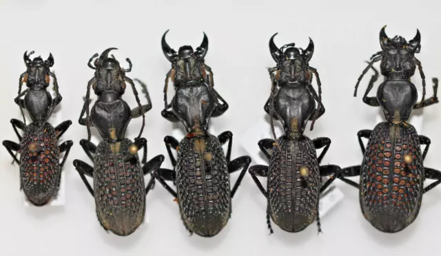Carabidae, Anthia, Cypholoba alveolata A-, A2, Mozambik, loc. data