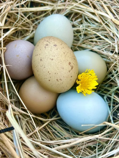 6+ Lavender Ameraucana and Black Olive Egger Chicken Hatching Eggs GUARANTEED