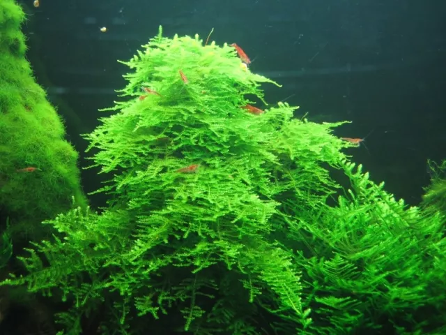 Christmas-moss Vesicularia montagnei   X-mas-moos pot 7cm plante aquarium