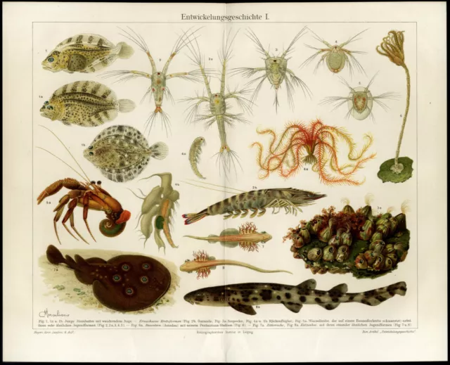 3 original lithographische Tafeln von 1909 Meeresbiologie Entwicklungsgeschichte 2