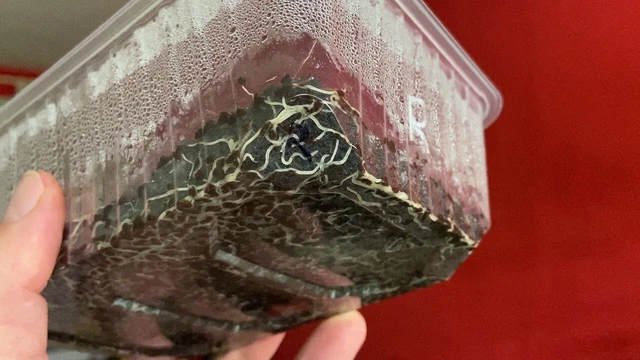 LIVE WHITE WORM STARTER CULTURE Fish Frog Newt Food Enchytraeus Albidus