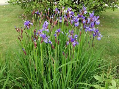 Iris sibirica  plante bassin vivace 3