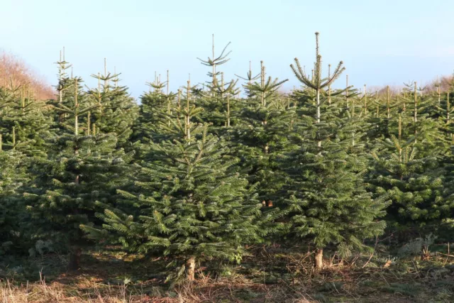 100 Samen Nordmanntanne, Abies nordmanniana, Weihnachtsbaum Samen