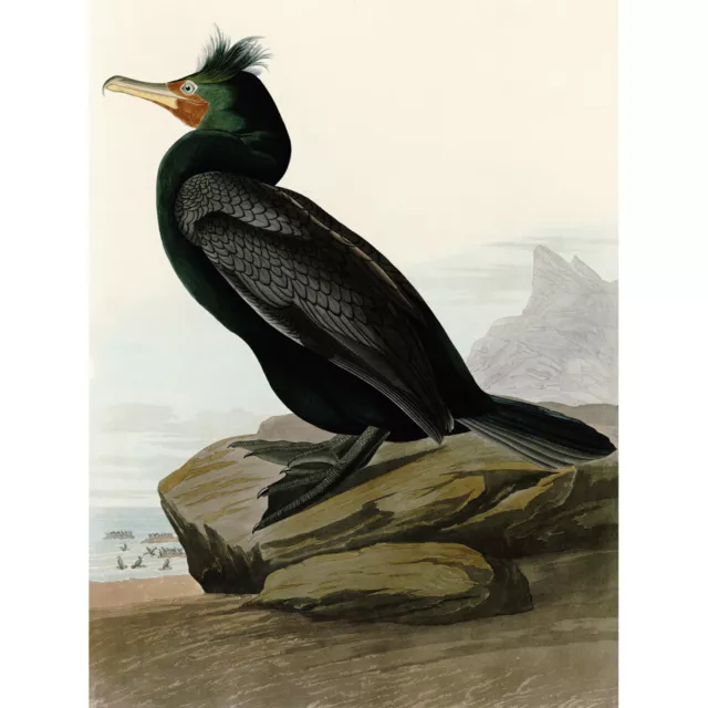 Audubon Birds Double Crest Cormorant Painting Canvas Wall Art Print Poster