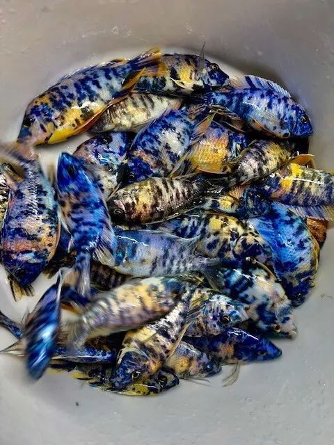 4 pack OB Peacock - Aulonocara sp. - Live Fish (3-4 inches) - African Cichlid