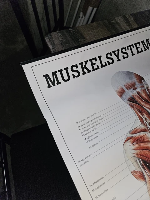 Anatomisches Poster "Bänder Und Gelenke Des Menschen&quot