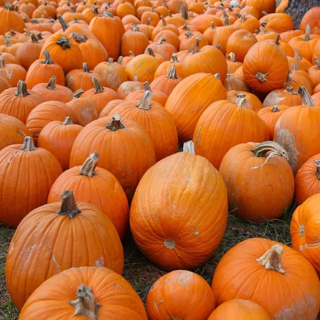 Sugar Pie Pumpkin Seeds | Non-GMO | Heirloom | Fresh Garden Seeds