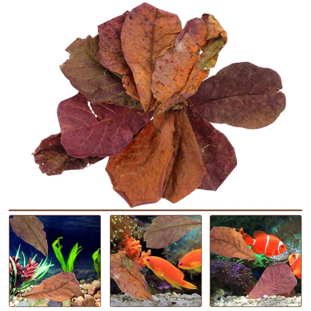 Terminalia deja hojas de acuario Catappa ajustar hojas