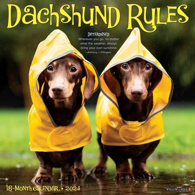 Dachshund Regolamento - 2024 Calendario da Parete - Nuovo - 33319