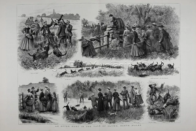 WALES Clwyd, HUNTING Otter with Otterhound Dogs, Huge 1880s Antique Print