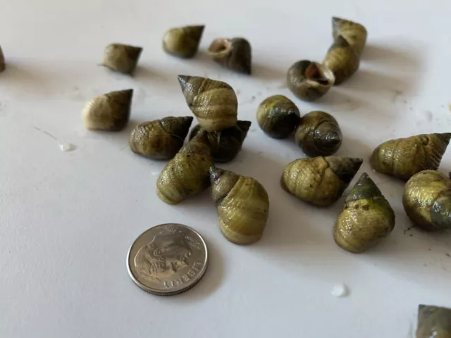 25 Live Saltwater Periwinkle Snails For Aquarium Fish Tank Filter Algae Detritus