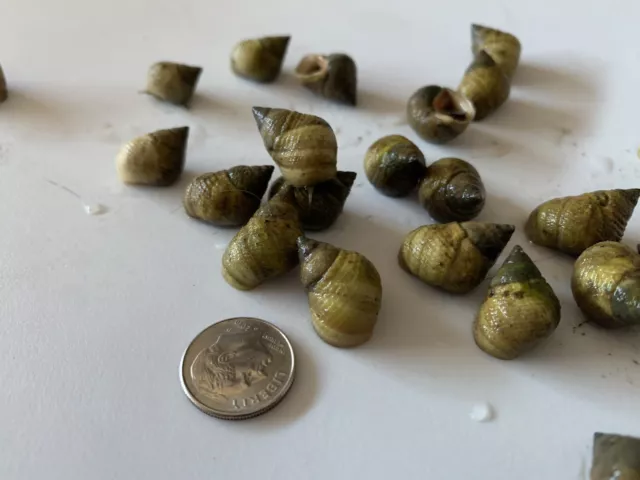 75 Live Saltwater Periwinkle Snails For Aquarium Fish Tank Filter Algae Detritus