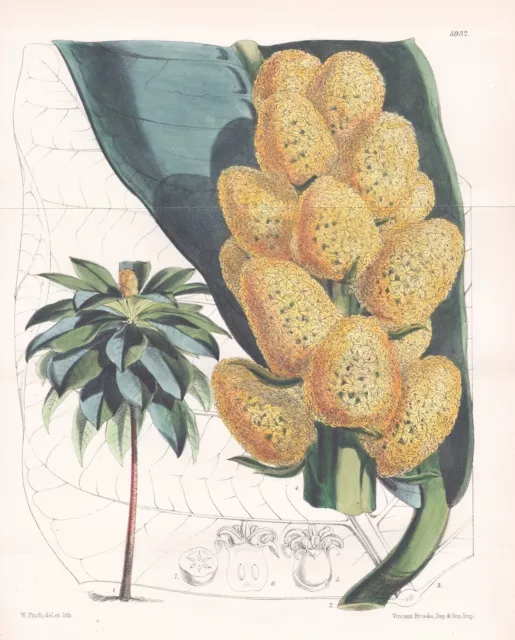 Meryta Latifolia Norfolk Island Botany Flower Botany Lithograph Curtis