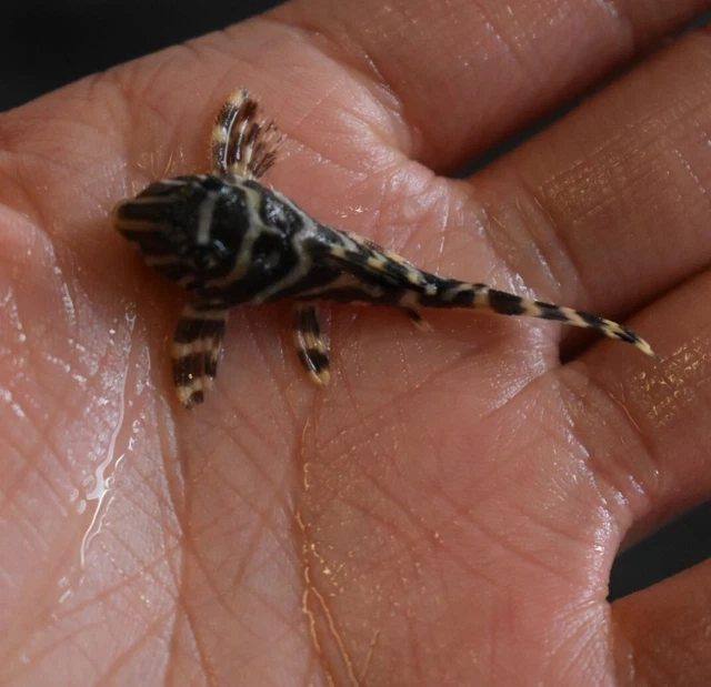 Live King Tiger Pleco L333 (1-1.5" Freshwater Aquarium Fish) PLS READ DESCR 3