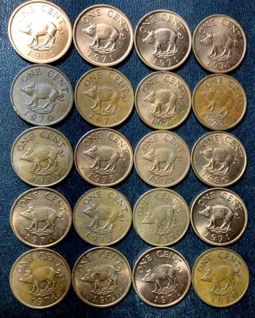 Old Bermuda Coin Lot - PIGS - 20 HIGH GRADE AU/UNC Cents - Lot #M23