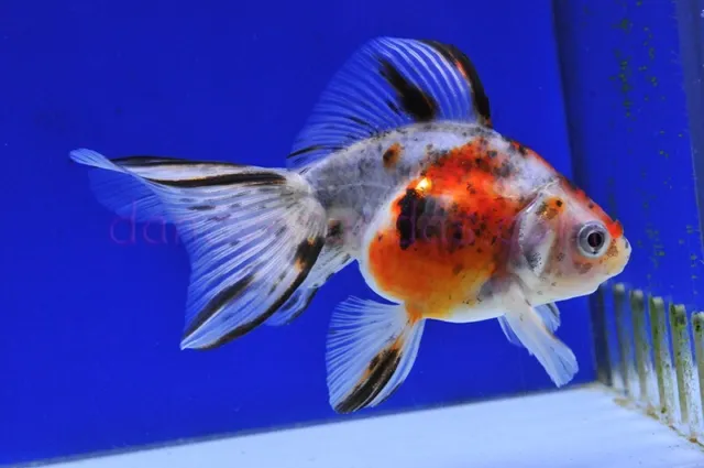 Pack of 2 Juvenile Calico Fantail Goldfish Freshwater Live Aquarium Fish Grade A