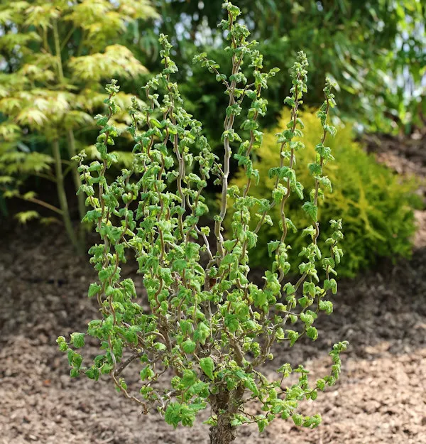 Hochstamm Zwerg Korkenzieher Haselnuss Scooter 60-80cm - Corylus avellana