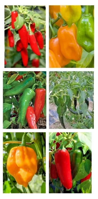 Chilli Pepper Seeds - Mexican Mix