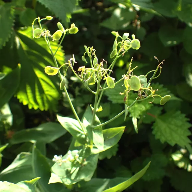 Garlic cress (Peltaria alliacea) - edible, rare - 25 seeds