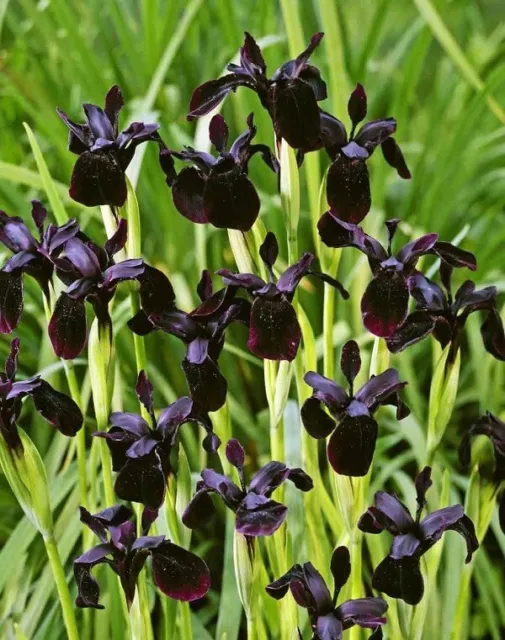 Siberian Iris Black Gold Seeds Home Gardening Plants Flowers Hardy Perennials