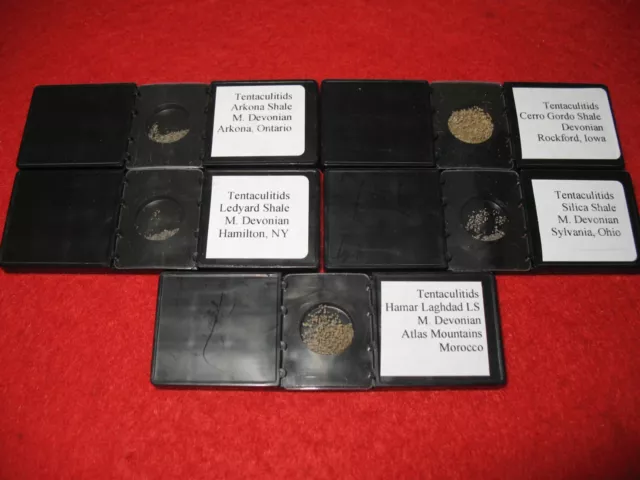 Devonian Tentaculites fossil collection 5 samples in slide mounts rare material