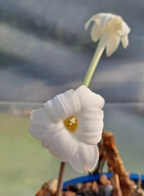 Hippeastrum velloziflorum - 10 Samen - Sehr seltene Arten.