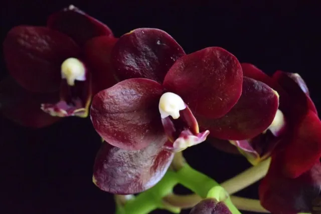 Phalaenopsis orchid - P. Natsume's Berry