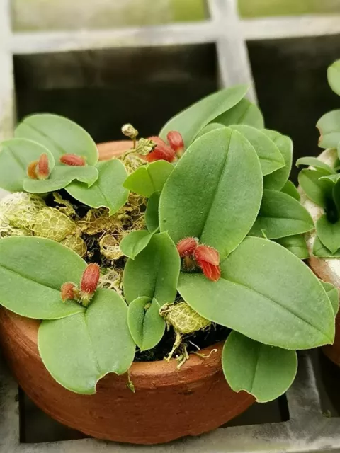 Porpax parishii Orchid plant species miniature + PHYTO certificate