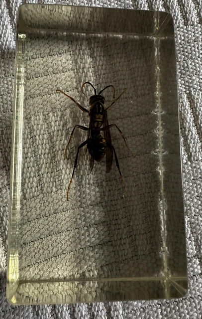 TAXIDERMY REAL BUGS / Insects In Clear Acrylic Block Resin Small ...