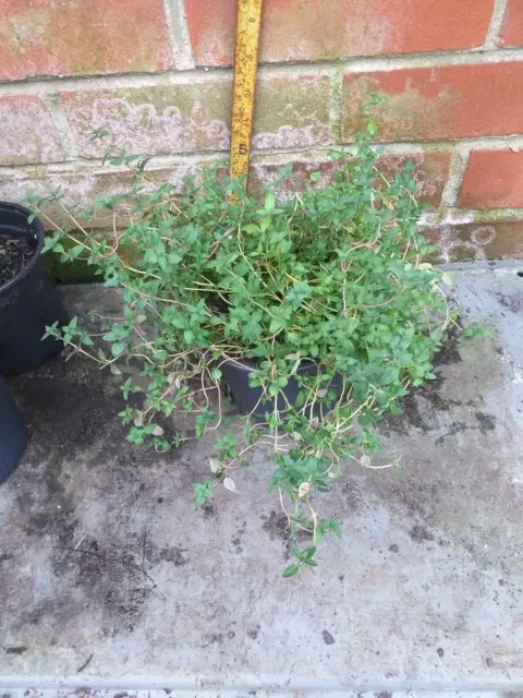 Thyme Herb plant in 13cm pot approx.....