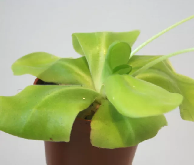 PINGUICULA TINA (agnata x zecheri) Butterwort live carnivorous plant in 3½" pot!