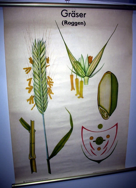 ALTE SCHULWANDKARTE ALTE Rollkarte Lehrtafel Gräser (Roggen) EUR 20,00